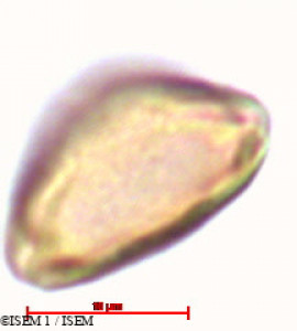 Psidium guajava - lame n° 47100